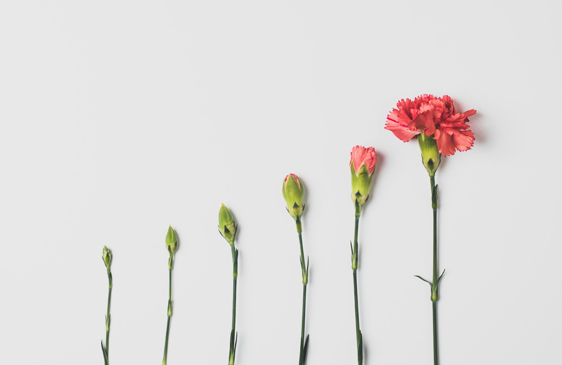 Eine Nelke in 6 Schritten dargestellt, von Knospe zu roter voller Blüte.